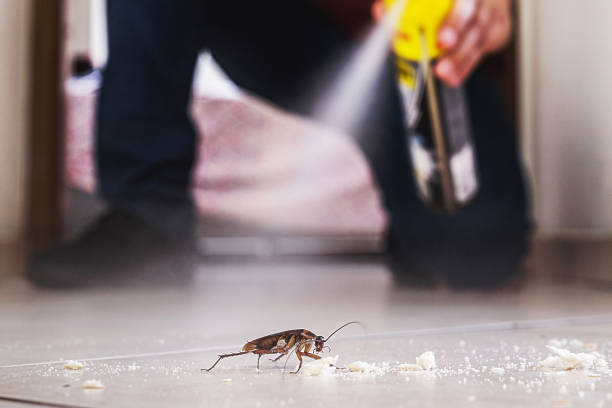 Best Ant Control Services  in Jefferson, NC